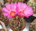 /album/mexiko/thelocactus-schwarzii-jpg/